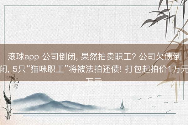 滚球app 公司倒闭， 果然拍卖职工? 公司欠债倒闭， 5只“猫咪职工”将被法拍还债! 打包起拍价1万元