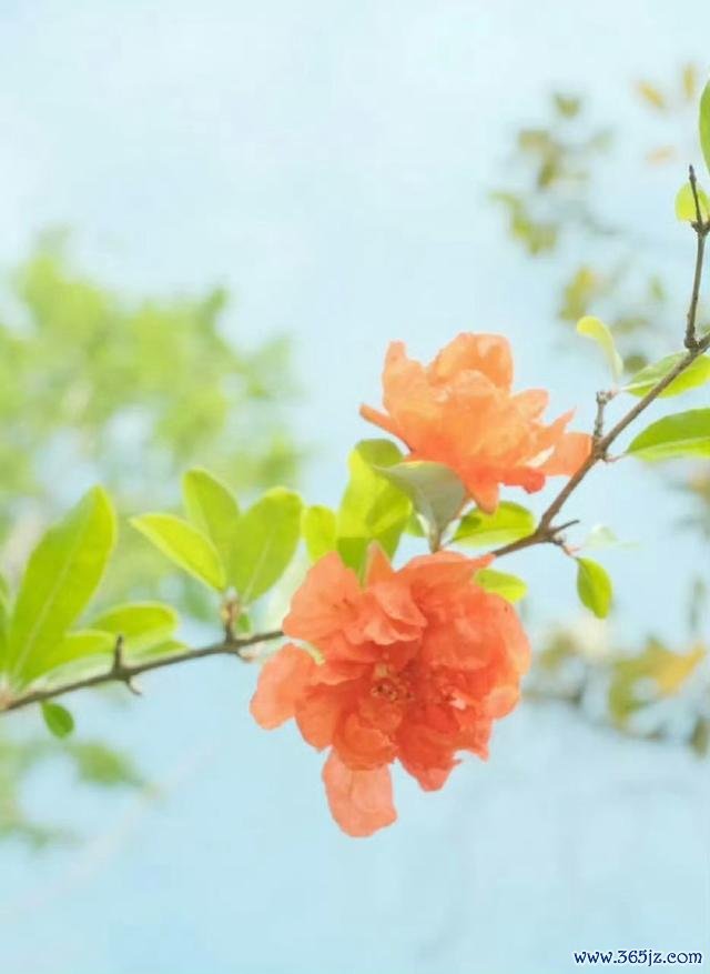 图片源自采集